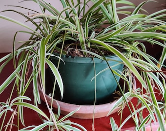 Chlorophytum Comosum Variegatum "Spider Plant" - Live Plant
