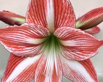 Amaryllis Fairy Tale - Bulb 24/26cm