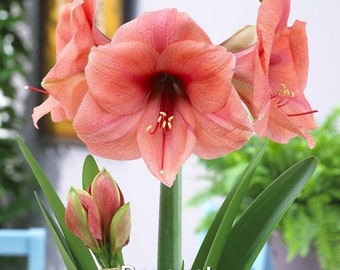 Amaryllis Bouquet - Bulb 26/28cm