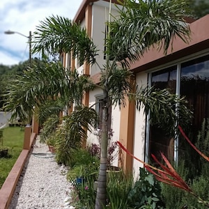 May include: A white gravel pathway leads to a brown and white building with a large palm tree in the front yard. The palm tree has green leaves and a brown trunk. There are other plants and flowers in the yard, including red and green foliage.