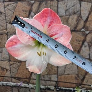 Amaryllis Apple Blossom Bulb afbeelding 4