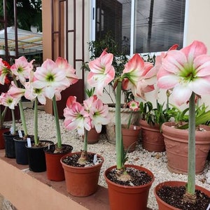 Amaryllis Apple Blossom Bulb afbeelding 7