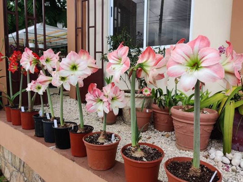 Amaryllis Apple Blossom Bulb afbeelding 7