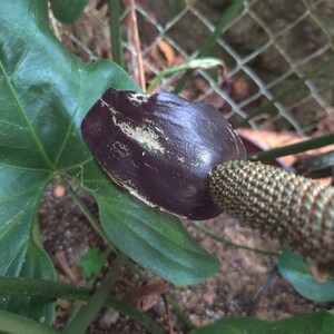 Pu&ograve; includere: Primo piano di un bocciolo di fiore viola scuro con uno stelo verde testurizzato. Il bocciolo di fiore &egrave; circondato da foglie verdi.