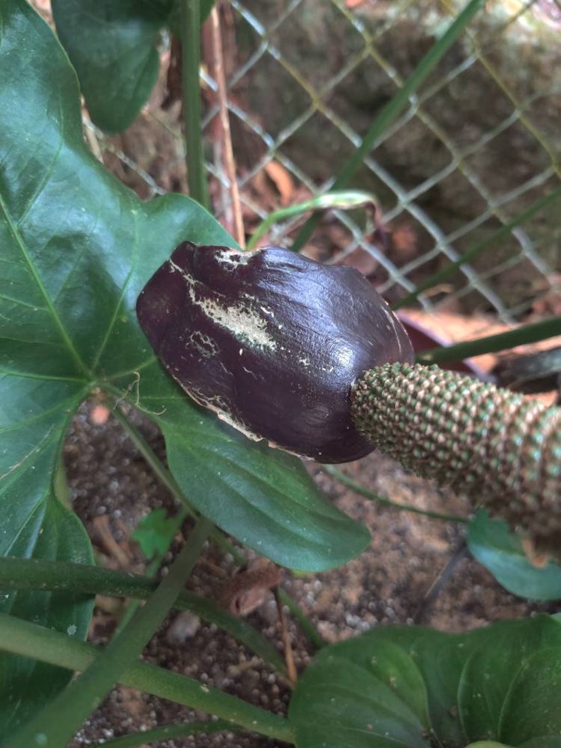 Pu&ograve; includere: Primo piano di un bocciolo di fiore viola scuro con uno stelo verde testurizzato. Il bocciolo di fiore &egrave; circondato da foglie verdi.