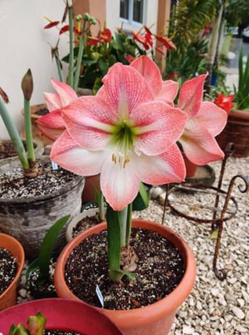 Amaryllis Apple Blossom Bulb afbeelding 10