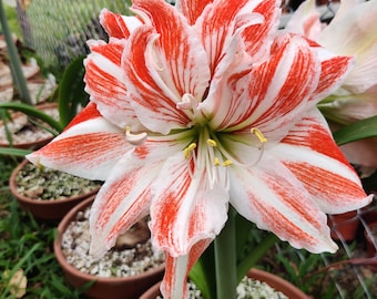 Amaryllis Dutch Dancing Queen - Bulb 34/36cm