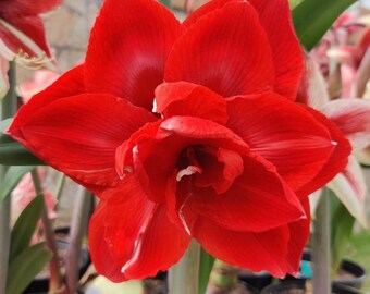 Amaryllis Dutch Cherry Nymph - Bulb 34/36cm