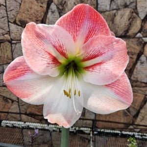 Amaryllis Apple Blossom Bulb afbeelding 1