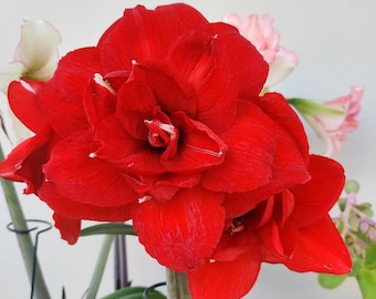 Amaryllis Peruvian Double King - Bulb 36/38cm