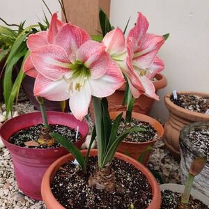 Amaryllis Apple Blossom Bulb afbeelding 9