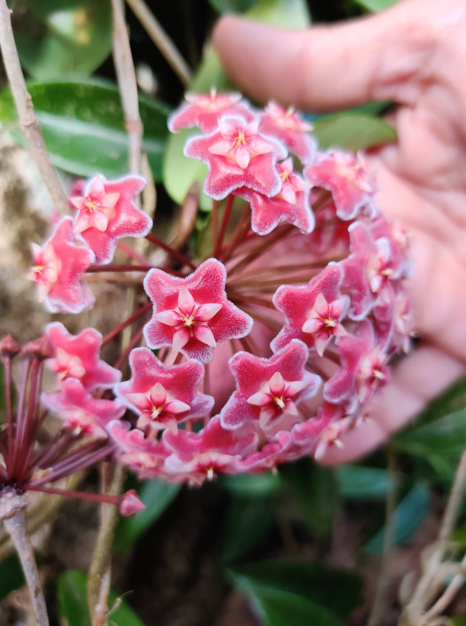 Hoya Pubicalyx 