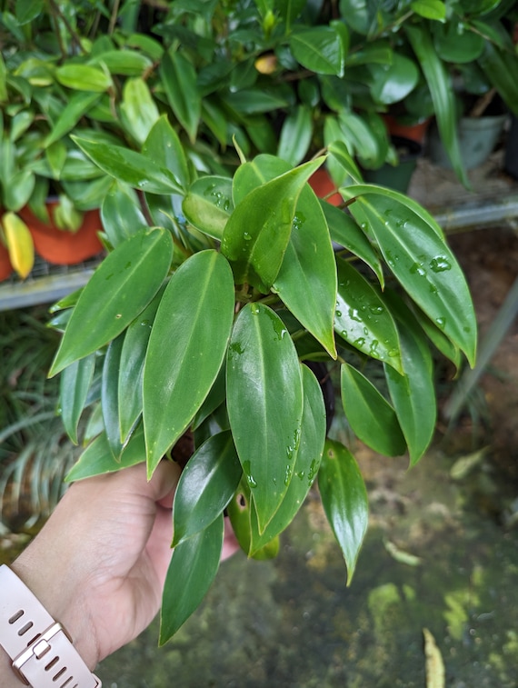 Philodendron Temptation - Live Plant - Etsy Denmark