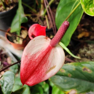 Pu&ograve; includere: Primo piano di un fiore di anturio rosa e rosso con una spata bianca. Il fiore &egrave; circondato da foglie verdi.
