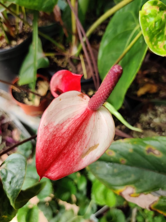 Anthurium "Flamingo Plant" - Live Plant