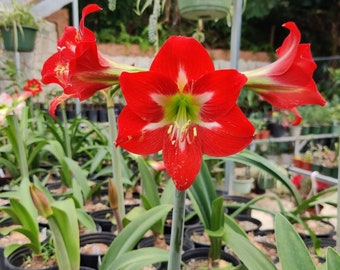 Amaryllis Baby Star Bulb