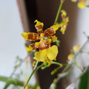 Orchid Oncidium Sphacelatum Golden Shower Orchid Dancing Lady Orchid Pseudobulb image 2