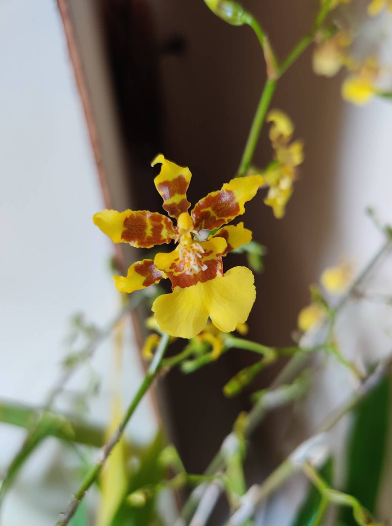 Orchid Oncidium Sphacelatum Golden Shower Orchid Dancing Lady Orchid Pseudobulb image 2