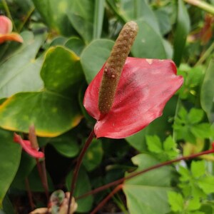 Pu&ograve; includere: Un fiore di anturio rosso e marrone con uno spadice lungo e appuntito. Il fiore &egrave; circondato da foglie verdi.