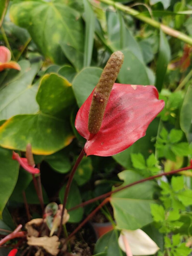 Pu&ograve; includere: Un fiore di anturio rosso e marrone con uno spadice lungo e appuntito. Il fiore &egrave; circondato da foglie verdi.