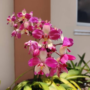 Orchid Hybrid Spathoglottis × parsonsii - Psuedobulb