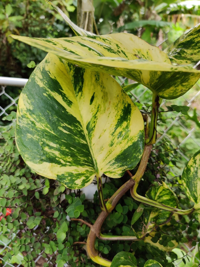 Epipremnum Aureum Hawaiian Hawaiian Pothos Live Plant image 1