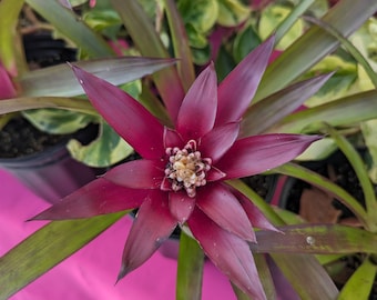 Bromeliads - Live Plants