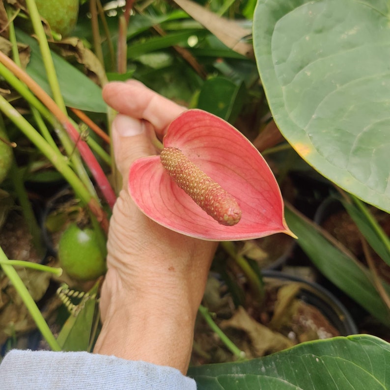 Pu&ograve; includere: Un fiore rosa a forma di cuore con uno spadice lungo, verde e giallo. Il fiore &egrave; tenuto nella mano di una persona.