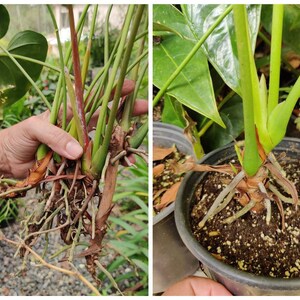Pu&ograve; includere: Primo piano di due piante di Anthurium con le radici esposte. Le piante sono in vaso e hanno foglie verdi. Le radici sono marroni e bianche.