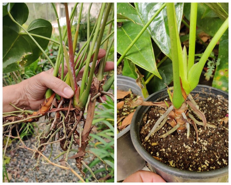 Pu&ograve; includere: Primo piano di due piante di Anthurium con le radici esposte. Le piante sono in vaso e hanno foglie verdi. Le radici sono marroni e bianche.