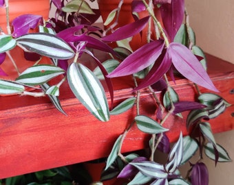 Tradescantia Zebrina "Wandering Dude" - Live Plant