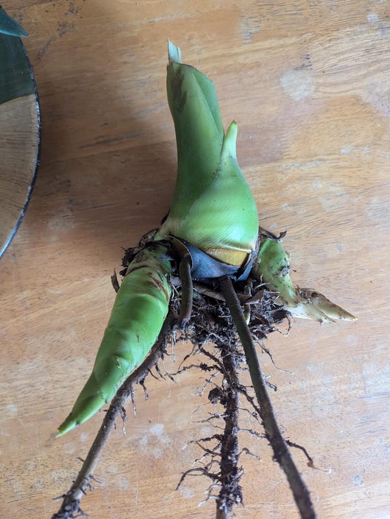 Etlingera Elatior - Borneo Pink Torch Ginger Plant - Ginger Torch