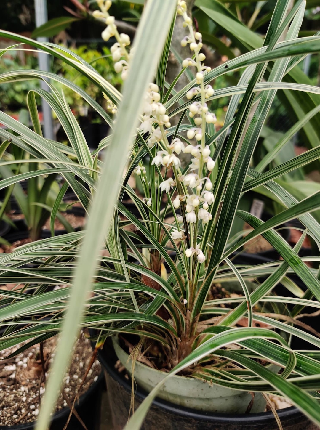 Variegated Ophiopogon Liriope - White Flowers - Live Plant - Etsy, image size:1080x1452
