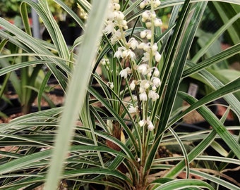 Variegated Ophiopogon Liriope - White Flowers - Live Plant