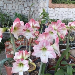 Amaryllis Apple Blossom Bulb afbeelding 6