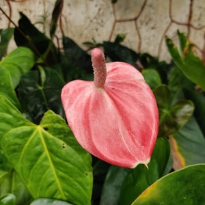 Pu&ograve; includere: Un fiore di giglio flamingo rosa con una fioritura appuntita a forma di cuore e uno spadice lungo e sottile.