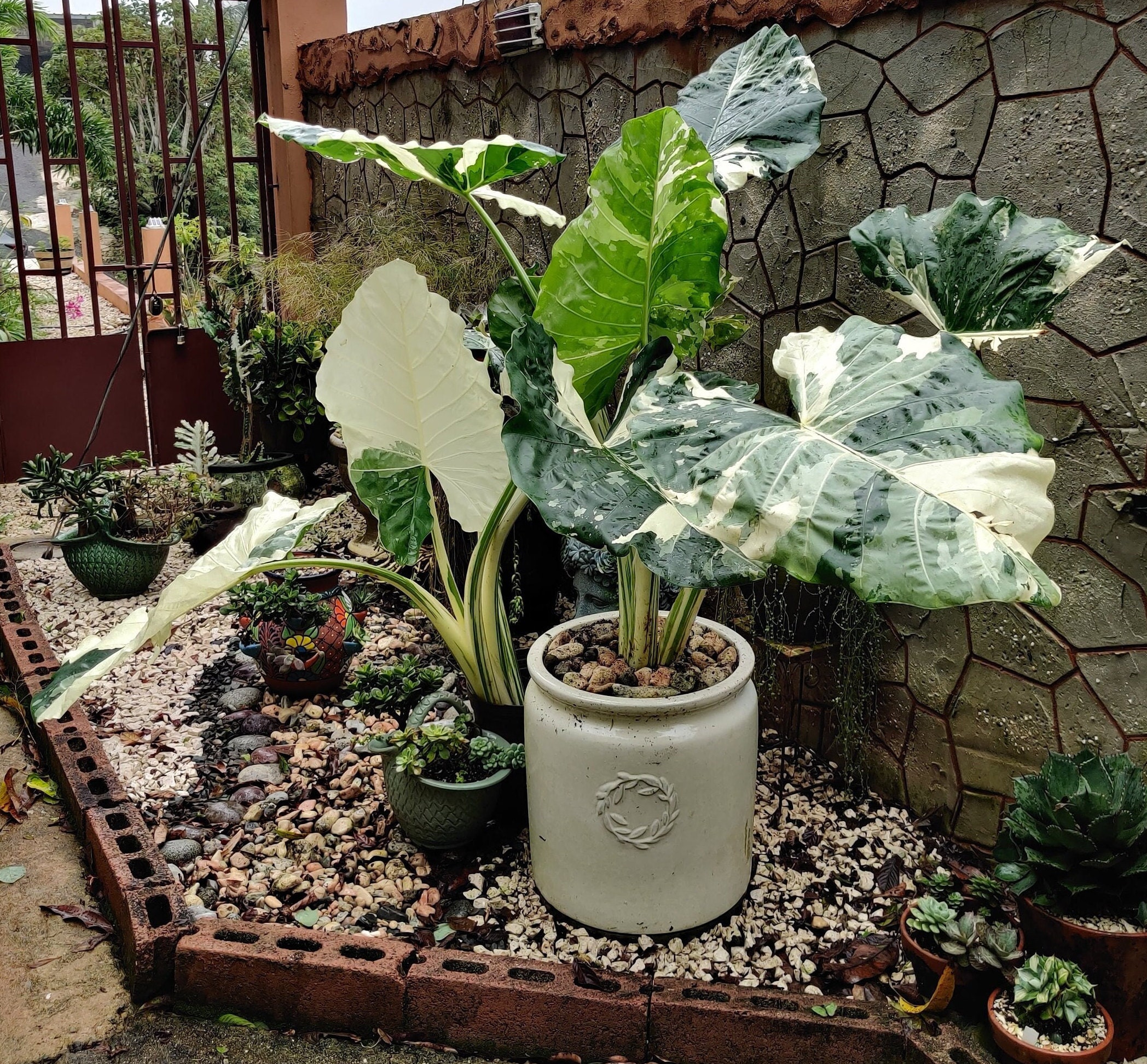 Pof］Alocasia odora variegata クワズイモ 斑入り［アロカシア