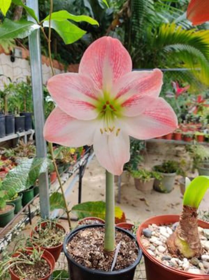 Amaryllis Apple Blossom Bulb afbeelding 5