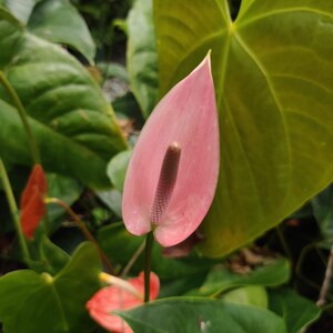 Pu&ograve; includere: Un fiore rosa con uno spadice bianco lungo e sottile al centro. Il fiore &egrave; circondato da foglie verdi.