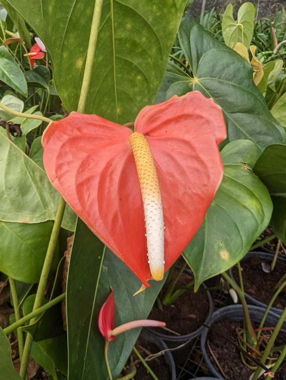 anthurium zara Anthurium Kunayalense X Zara x Michelle – HappiestPlants main image 0
