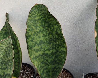 Sansevieria Dracaena Masoniana 'Whale Fin'