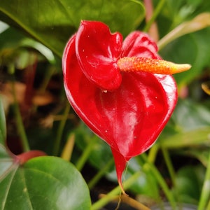 Pu&ograve; includere: Un fiore rosso vivo a forma di cuore con uno spadice giallo ricoperto di polline. Il fiore &egrave; circondato da un lussureggiante fogliame verde.