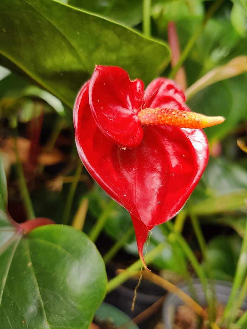 Pu&ograve; includere: Un fiore rosso vivo a forma di cuore con uno spadice giallo ricoperto di polline. Il fiore &egrave; circondato da un lussureggiante fogliame verde.