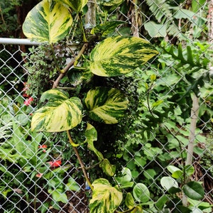 Epipremnum Aureum Hawaiian Hawaiian Pothos Live Plant image 4
