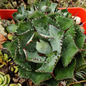 May include: Close-up of a green succulent plant with sharp, reddish-brown thorns along the edges of its leaves. The plant has a symmetrical, rosette shape and is surrounded by other small succulents.