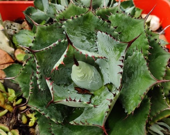 Agave Potatorum - Live Plant