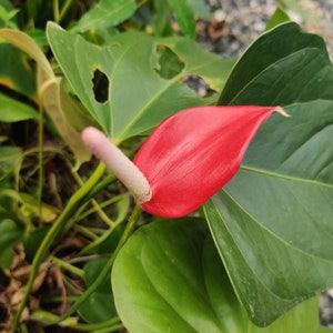 Pu&ograve; includere: Un fiore di anturio rosso vivo con una spata bianca, circondato da foglie verdi lussureggianti.