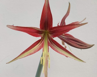 Amaryllis Spider La Paz - 24/26cm Bulb