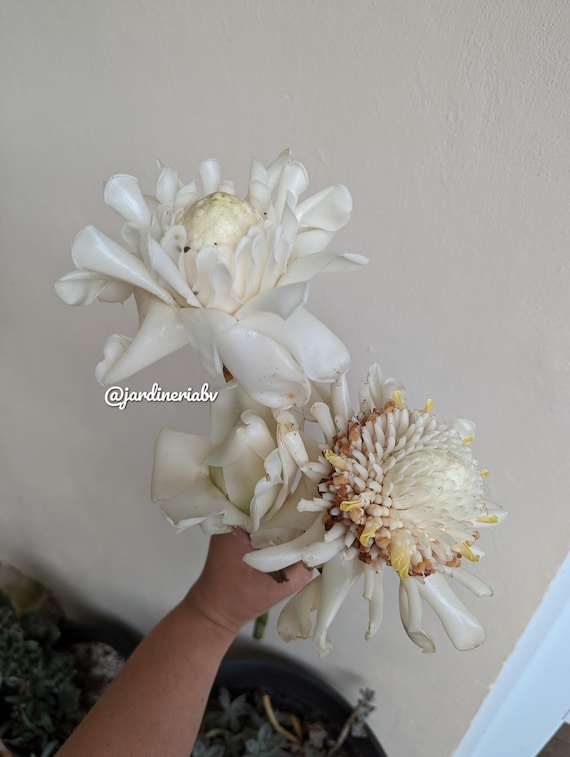 Etlingera Elatior - Borneo Pink Torch Ginger Plant - Ginger Torch