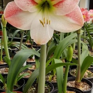 Amaryllis Apple Blossom Bulb afbeelding 3